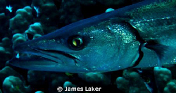 Barracuda Close Up by James Laker 
